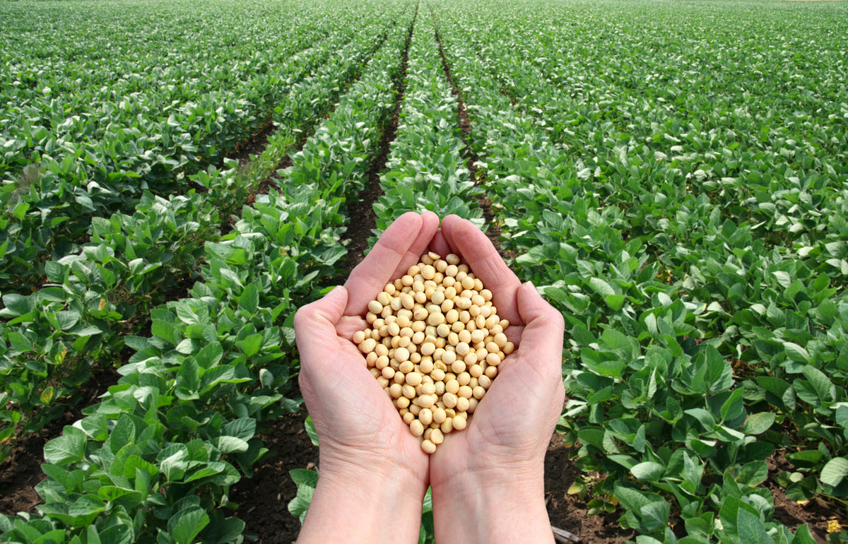 Mãos a segurar grãos de soja num campo cultivado